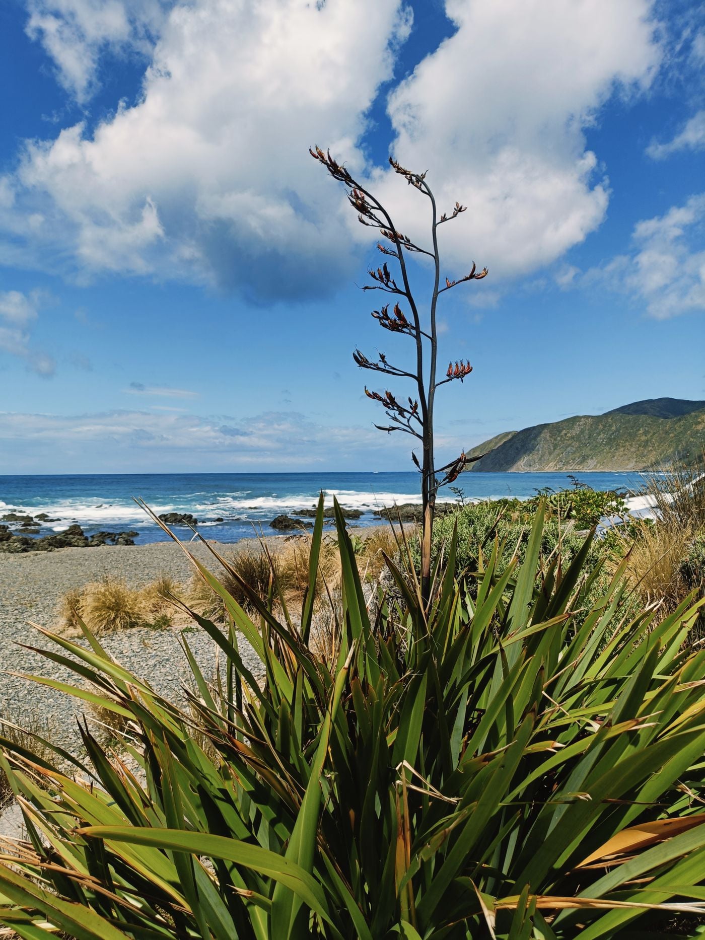 Wellington’s coast with native plants and open sky