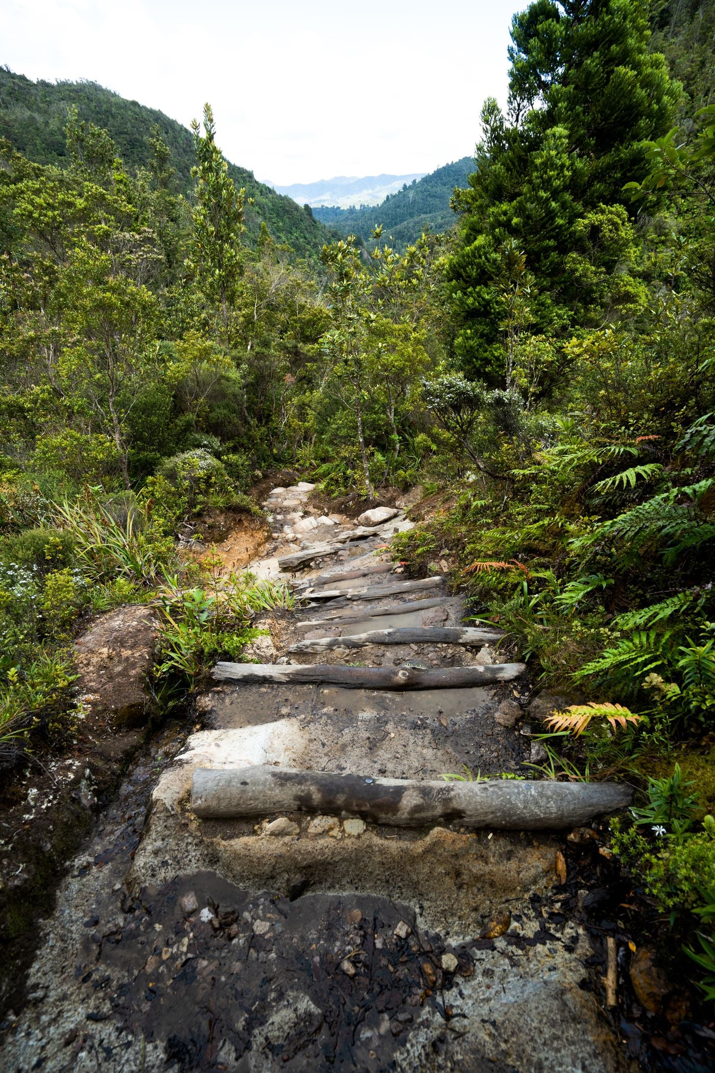 A walking path through native greenery in Waikato, New Zealand